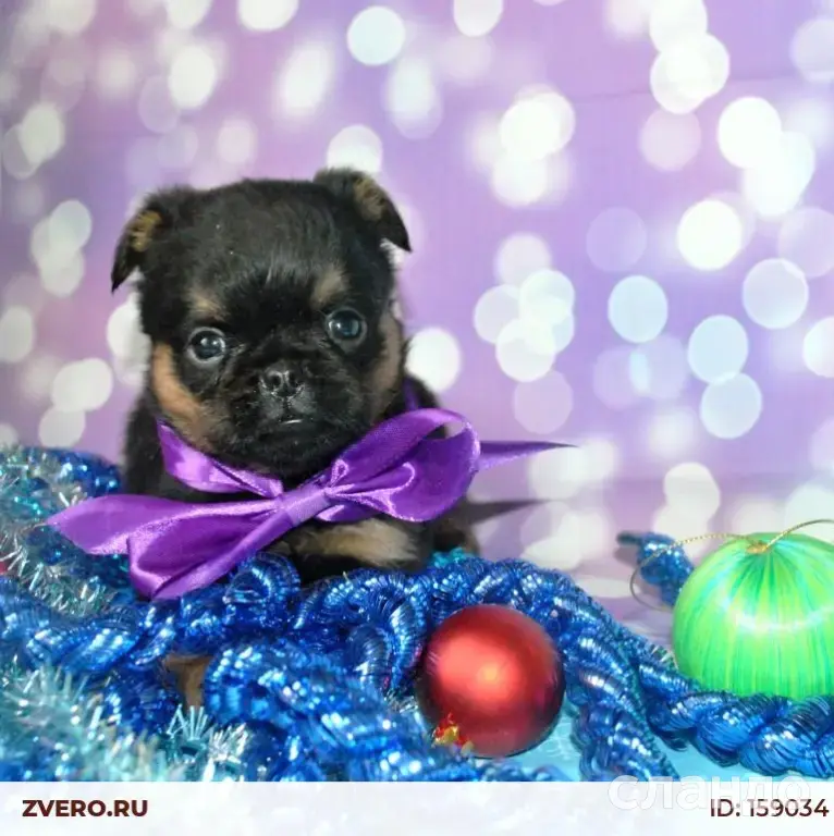 Девочка пти-брабансон