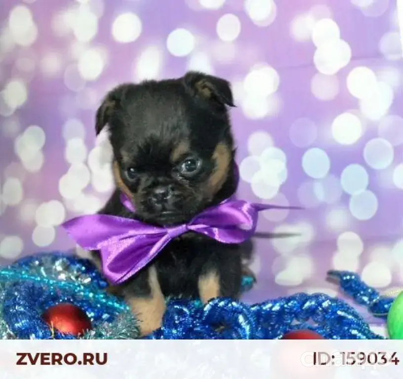 Девочка пти-брабансон